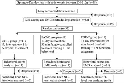 Rehabilitation Effects of Fatigue-Controlled Treadmill Training After Stroke: A Rat Model Study